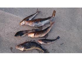  11月 アブ50 ホッケ40